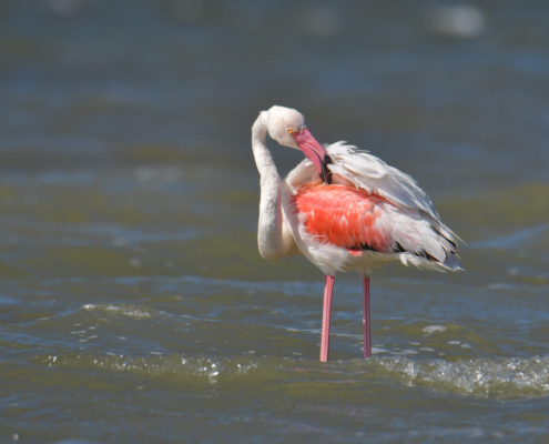 Greater flamingo, Phoenicopterus roseu, Flaming różowy, white pink flamingo, long neck, pink, bird, long legs, water, Italy, Cagliari, flamingos of Cagliari, big bird, close up, beautiful