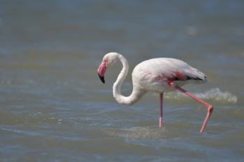 Greater flamingo, Phoenicopterus roseu, Flaming różowy, white pink flamingo, long neck, pink, bird, long legs, water, Italy, Cagliari, flamingos of Cagliari, big bird, close up, walking bird, walk