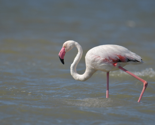 Greater flamingo, Phoenicopterus roseu, Flaming różowy, white pink flamingo, long neck, pink, bird, long legs, water, Italy, Cagliari, flamingos of Cagliari, big bird, close up, walking bird, walk