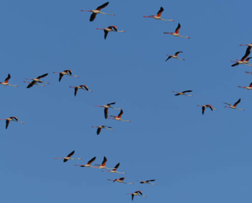 Greater flamingo, Phoenicopterus roseu, Flaming różowy, white pink flamingo, long neck bird, flamingo in flight, a lot of birds,