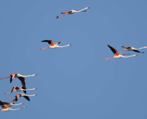 Greater flamingo, Phoenicopterus roseu, Flaming różowy, white pink flamingo, long neck bird, flamingo in flight, blue sky,