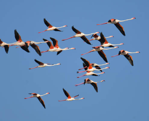 Greater flamingo, Phoenicopterus roseu, Flaming różowy, white pink flamingo, long neck bird, flamingo in flight, a lot of birds, fly, pink, bird, long legs