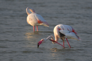 Greater flamingo, Phoenicopterus roseu, Flaming różowy, white pink flamingo, long neck bird, pink, big bird, long legs, white pink bird