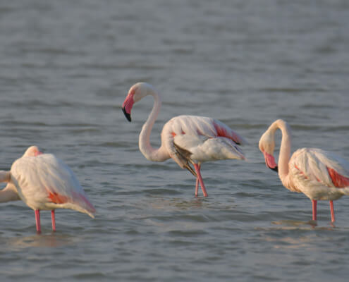 Greater flamingo, Phoenicopterus roseu, Flaming różowy, white pink flamingo, long neck bird, a lot of birds, pink, bird, long leg