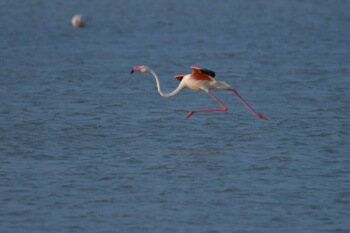 Greater flamingo, Phoenicopterus roseu, Flaming różowy, white pink flamingo, long neck bird, flamingo in flight, a lot of birds, fly, pink, bird, long legs, water, Italy, Cagliari, flamingos of Cagliari, running, walking on the water