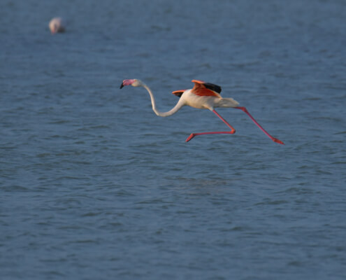 Greater flamingo, Phoenicopterus roseu, Flaming różowy, white pink flamingo, long neck bird, flamingo in flight, a lot of birds, fly, pink, bird, long legs, water, Italy, Cagliari, flamingos of Cagliari, running, walking on the water