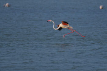Greater flamingo, Phoenicopterus roseu, Flaming różowy, white pink flamingo, long neck bird, flamingo in flight, fly, pink, bird, long legs, water, Italy, Cagliari, flamingos of Cagliari, running bird, walking