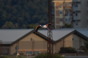 Greater flamingo, Phoenicopterus roseu, Flaming różowy, white pink flamingo, long neck bird, flamingo in flight, a lot of birds, fly, pink, bird, long legs, water, Italy, Cagliari, flamingos of Cagliari, dark background, houses, city, bird in the city