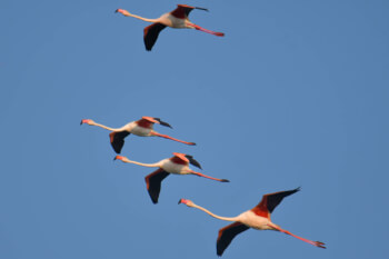 Greater flamingo, Phoenicopterus roseu, Flaming różowy, white pink flamingo, long neck bird, flamingo in flight, a lot of birds, fly, pink, bird, long legs, water, Italy, Cagliari, flamingos of Cagliari, four birds, blue sky,