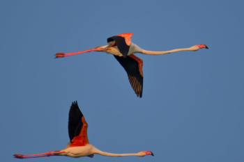 Greater flamingo, Phoenicopterus roseu, Flaming różowy, white pink flamingo, long neck, pink, bird, long legs, water, Italy, Cagliari, flamingos of Cagliari, big bird, close up, fly, birds in flight