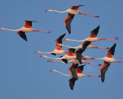 Greater flamingo, Phoenicopterus roseu, Flaming różowy, white pink flamingo, long neck, pink, bird, long legs, water, Italy, Cagliari, flamingos of Cagliari, big bird, close up, fly, birds in flight, flying flamingos, a lot of birds