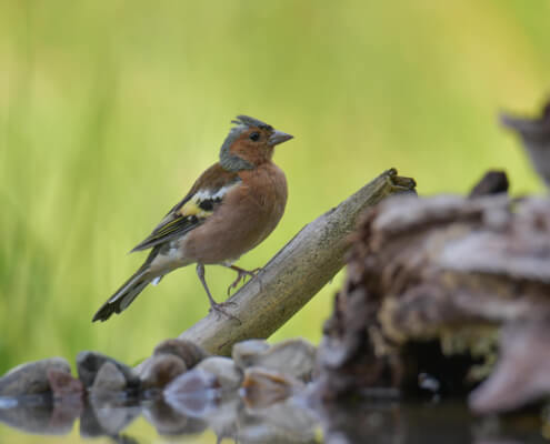Chaffinch, Fringilla coelebs, Zięba small bird brown nature wildlife