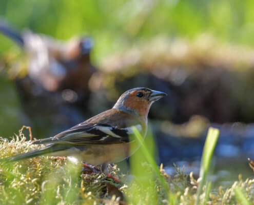 Chaffinch, Fringilla coelebs, Zięba small bird brown nature wildlife green background