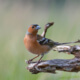 Chaffinch, Fringilla coelebs, Zięba small bird brown nature wildlife green background brach stick field