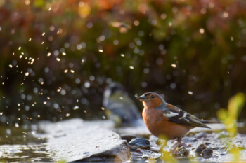 Chaffinch, Fringilla coelebs, Zięba small bird brown nature wildlife green background dots water drops