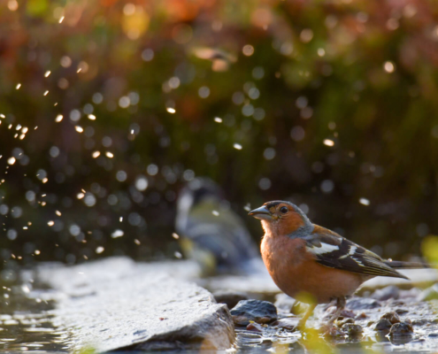 Chaffinch, Fringilla coelebs, Zięba small bird brown nature wildlife green background dots water drops