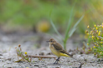 Western yellow wagtail, Motacilla flava, Pliszka żółta, Wolarka, żółty ptak, żółty ptaszek, mały żółty ptaszek