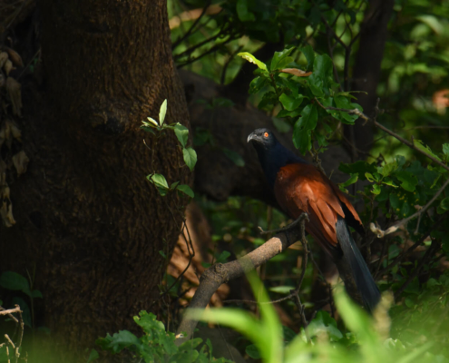 bird Cambodia