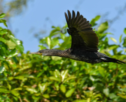 Kormoran indyjski Indian cormorant Phalacrocorax fuscicollis bird cambodia