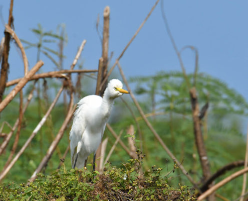 Great egret czapla biała