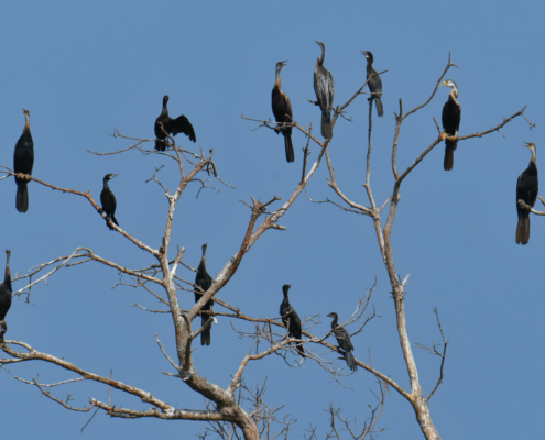 Kormoran indyjski Indian cormorant Phalacrocorax fuscicollis bird cambodia Wężówka indyjska Anhinga melanogaster birds of Cambodia