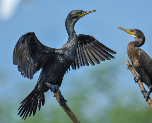 Great cormorant kormoran ptak