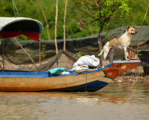 Tonie Sap lake jezioro pływające wioski na wodzie Kambodża woda ludzie wody życie na wodzie sieci rybackie łowisko połowy ryb łódź rybacka pies na łodzi