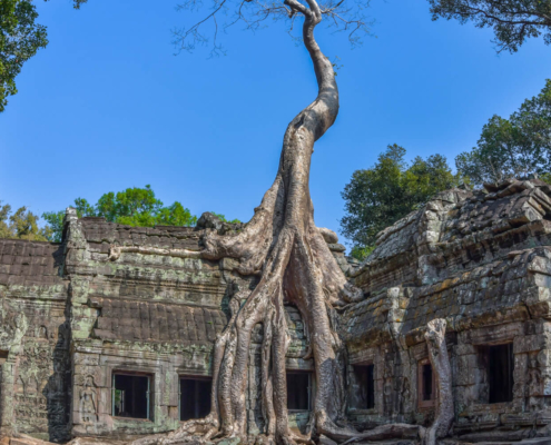Angkor Wat Ta Prohm Cambodia Kambodża tree old roots
