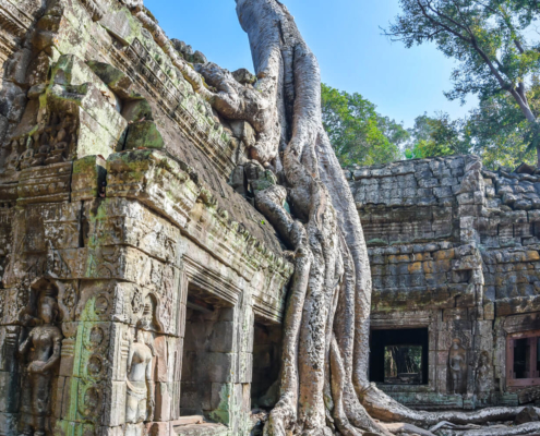 Angkor Wat Ta Prohm Cambodia Kambodża tree old roots