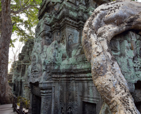 Angkor Wat Ta Prohm roots tree
