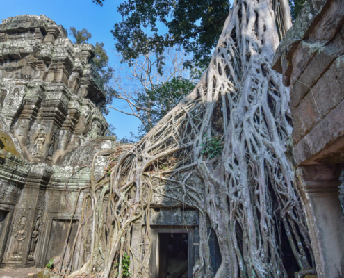 Angkor Wat Ta Prohm tree old roots ruins