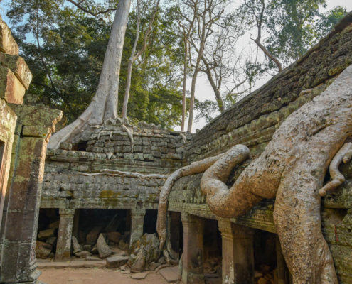 Angkor Wat Ta Prohm tree roots old runs