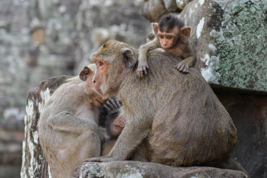 Angkor Wat monkeys animals Bayon