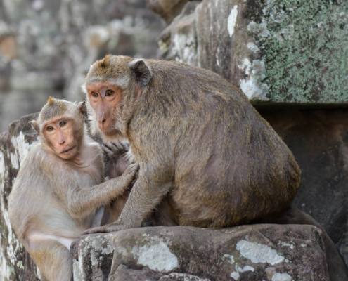 Angkor Wat Bayon Temple Cambodia old ruins monkeys