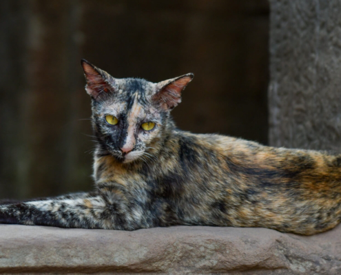 Angkor Wat Bayon Temple Cambodia old ruins animals cat