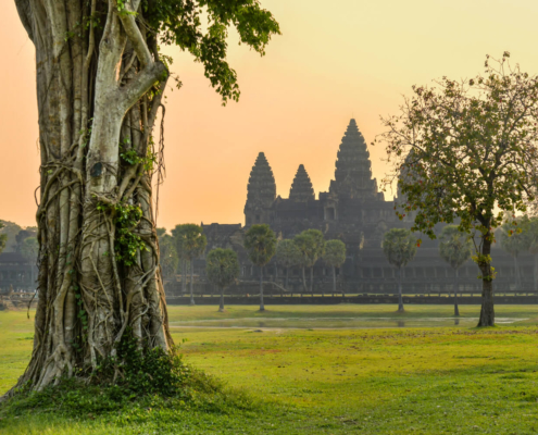 Angkor Wat Temple Cambodia old ruins trees palms long way visit trip old tree sun rise sunset grass